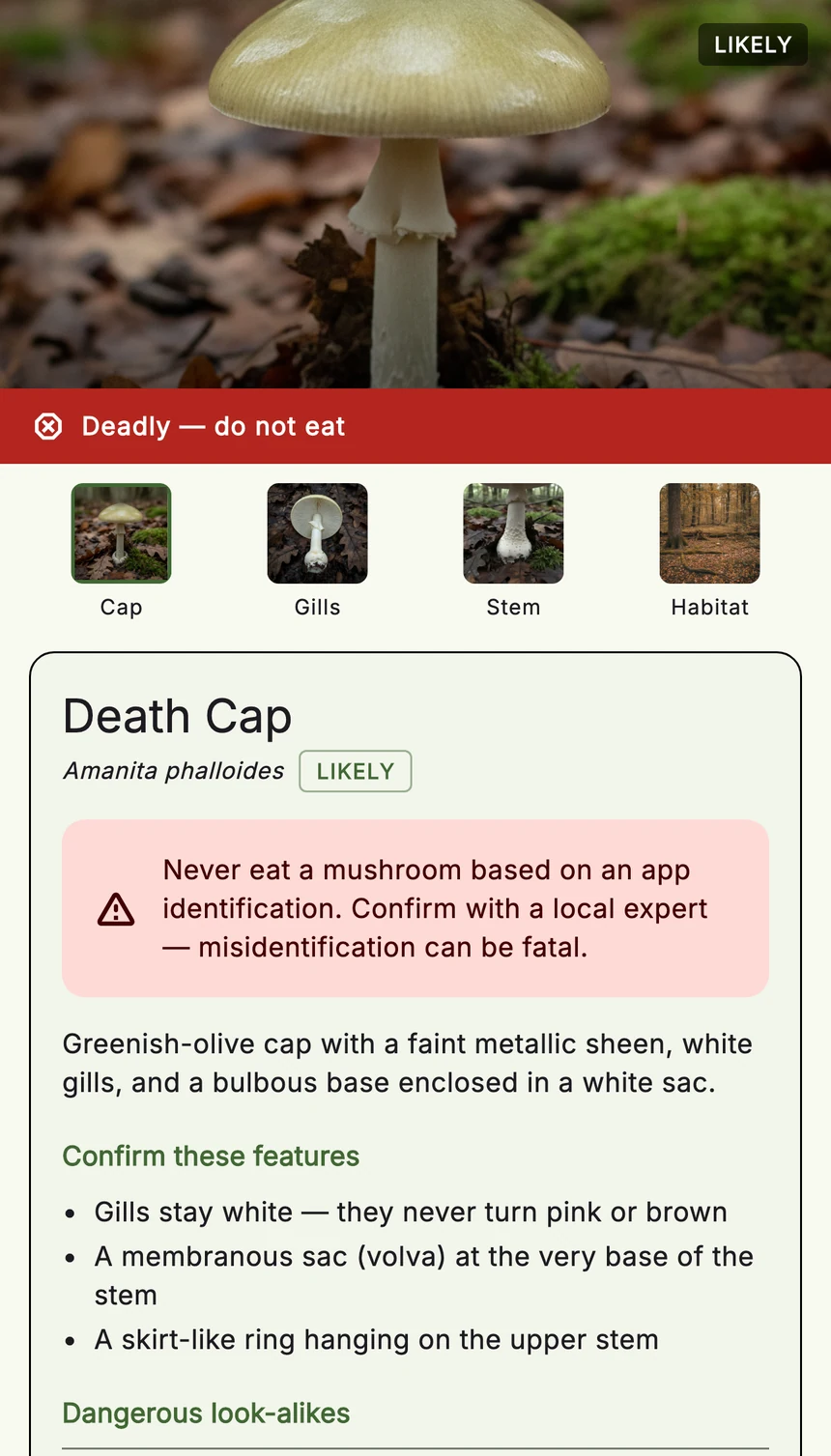 A Mycoscout result for a death cap: a red Deadly — do not eat band above the cap, gills, stem and habitat photos and the features to confirm