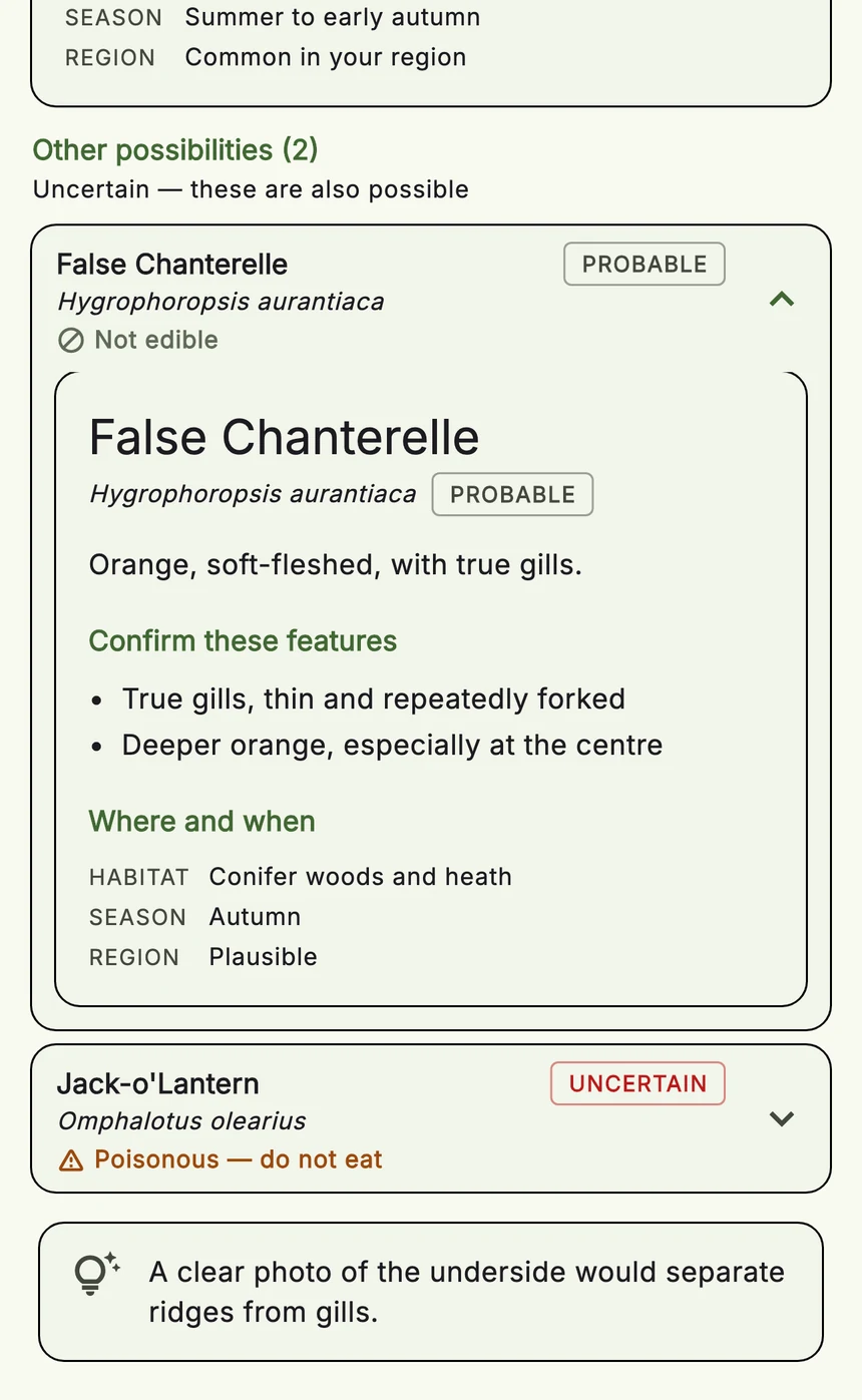 Other possibilities: false chanterelle marked probable and jack-o'-lantern marked uncertain and poisonous