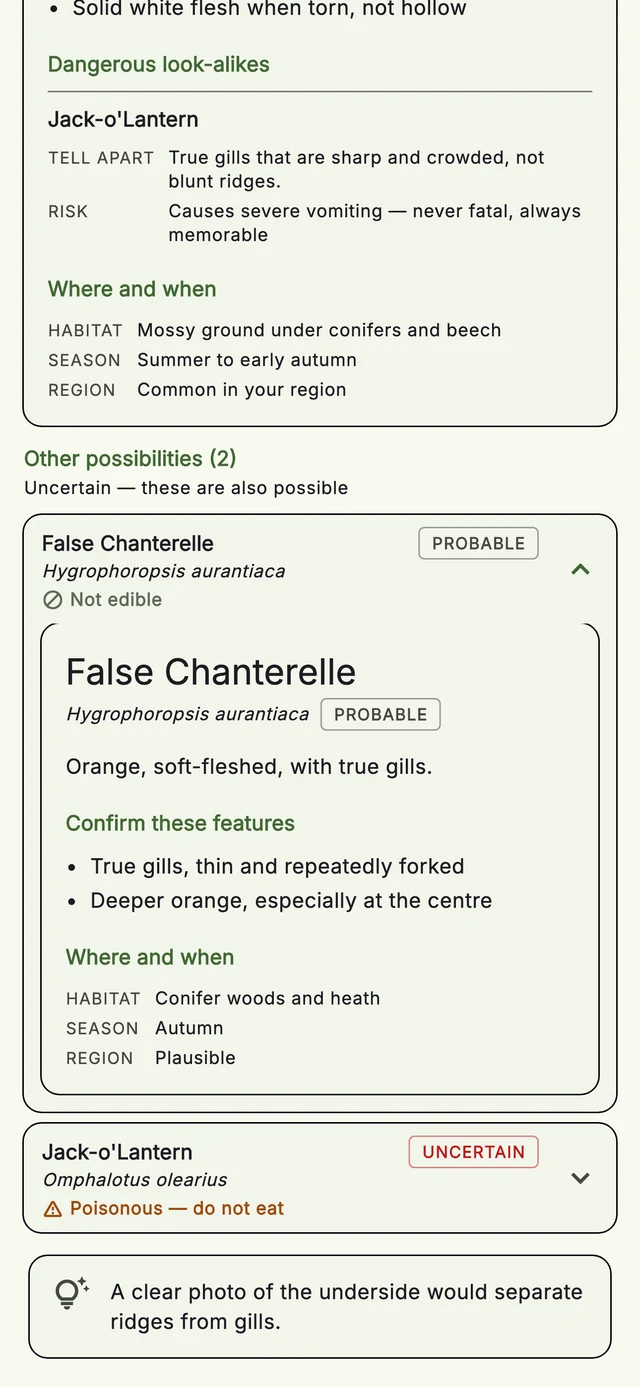 Mycoscout 'Other possibilities' panel listing False Chanterelle as probable and Jack-o'-Lantern as uncertain and poisonous
