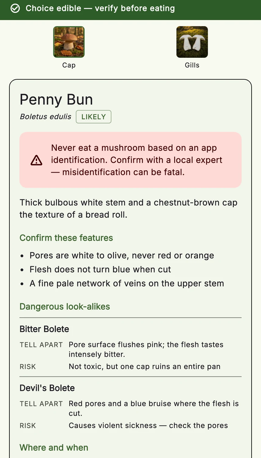 A penny bun result listing bitter bolete and devil's bolete as look-alikes, with how to tell them apart