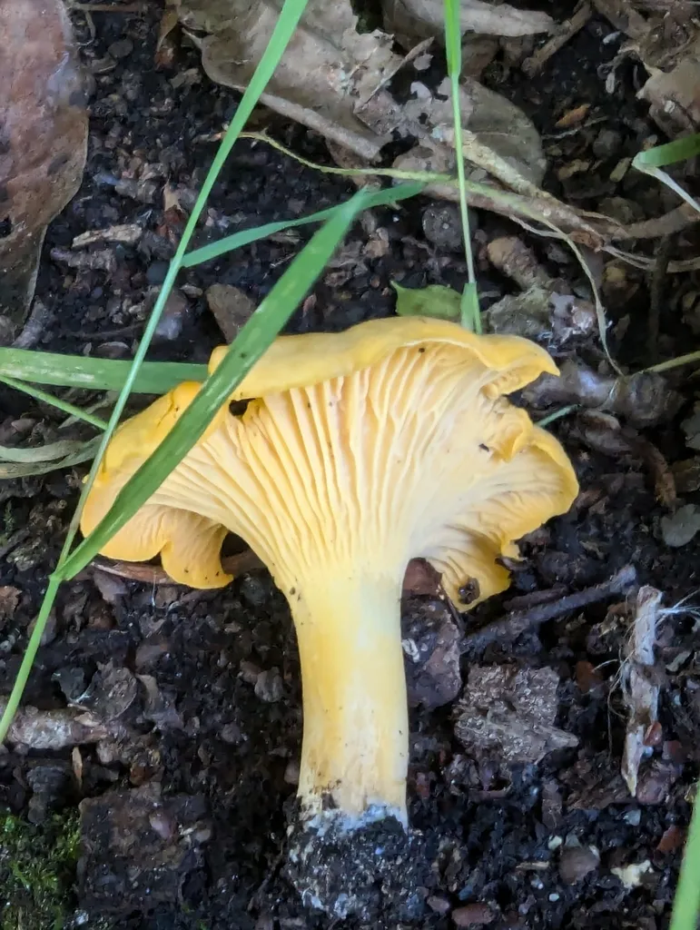 Chanterelle (Cantharellus cibarius)