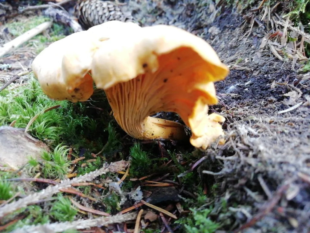 Chanterelle growing from moss and conifer needles, with ridges visible under the wavy cap