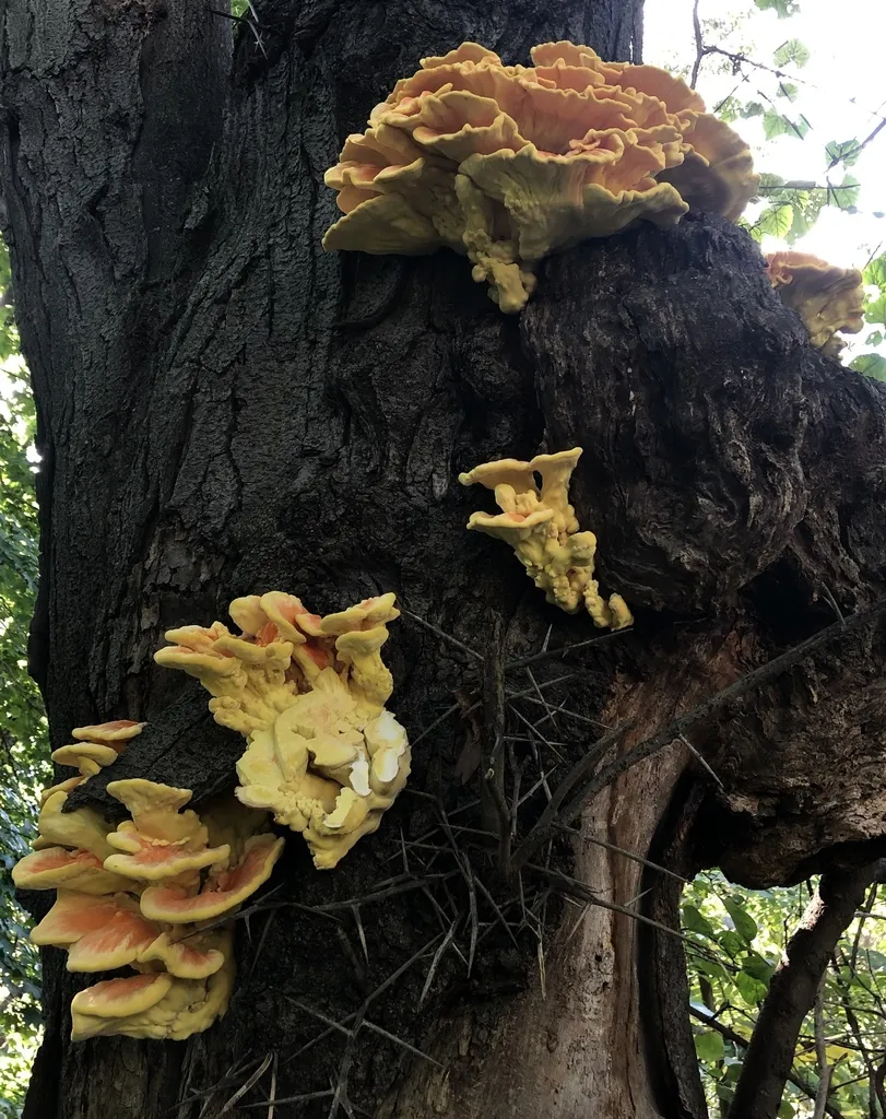 Several clusters of yellow and orange chicken of the woods brackets emerging from the bark of a large standing tree