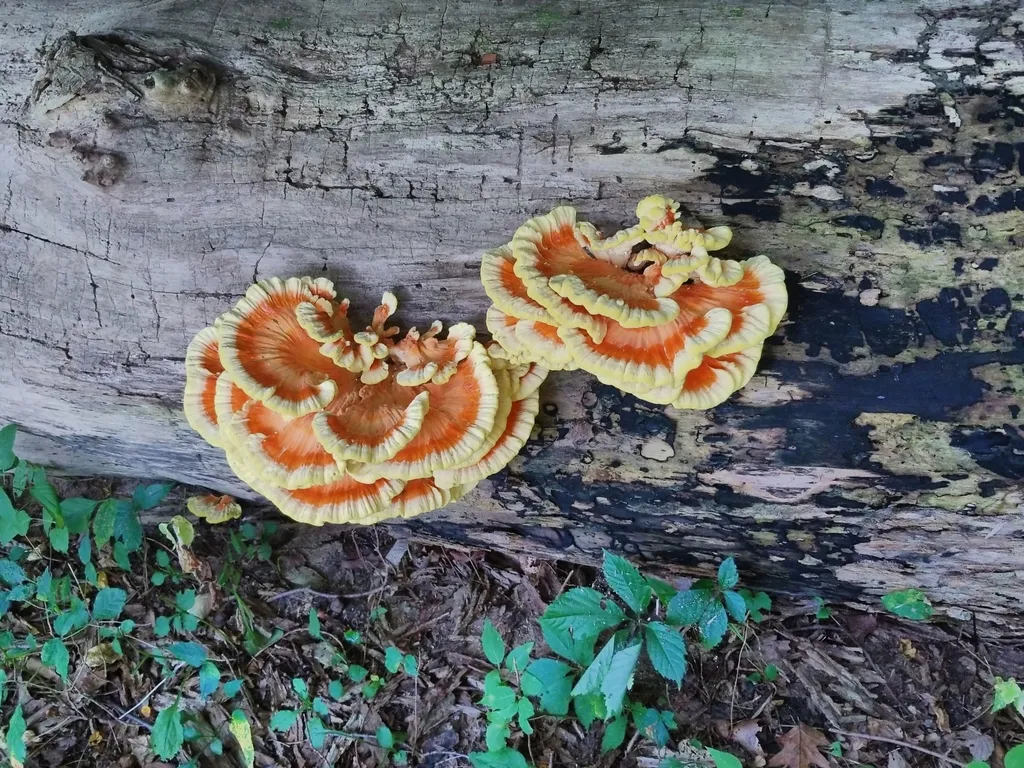 Chicken of the woods (Laetiporus sulphureus)