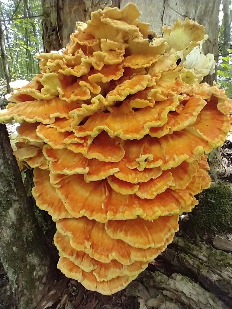 A tall stack of overlapping orange and yellow chicken of the woods brackets growing from a standing tree trunk