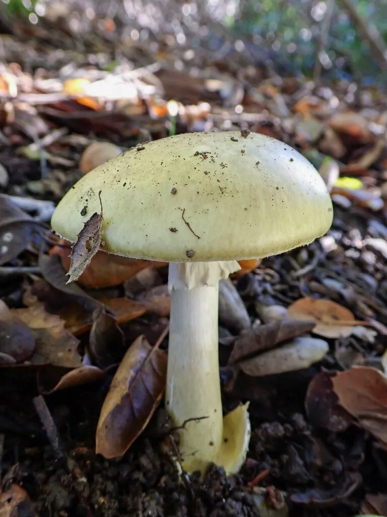 Death cap (Amanita phalloides)