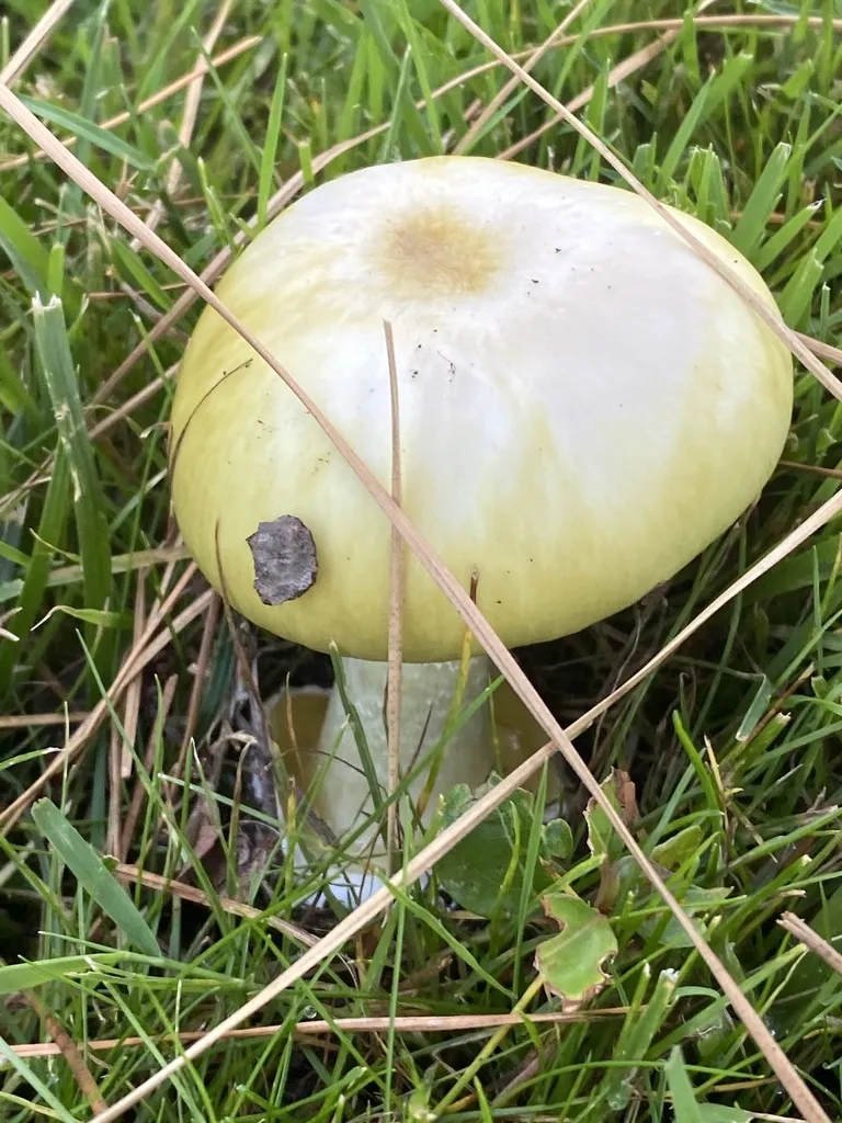 A young death cap with a pale greenish-yellow cap pushing up through mown grass in Redwood City, California