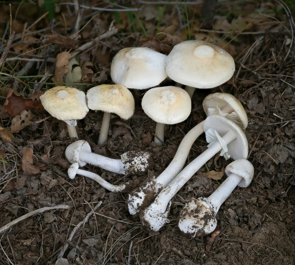 Several destroying angels laid on leaf litter, dug up whole, with soil still clinging to the sack-like bases and rings visible on the stems