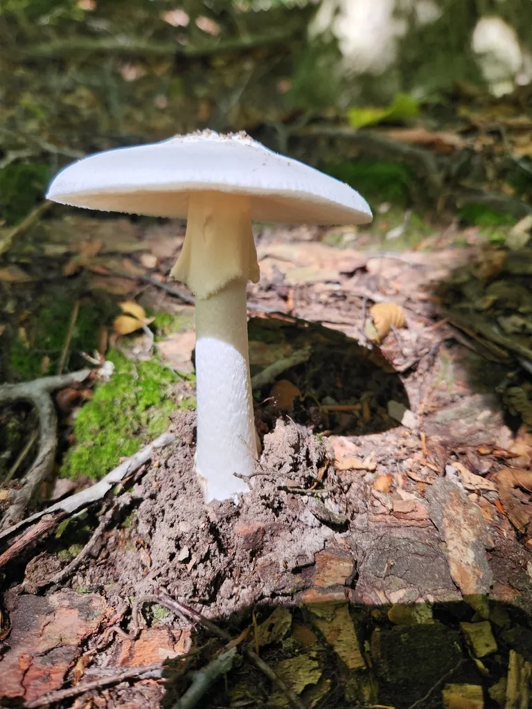 A white Amanita bisporigera with a flat cap and a thin skirt-like ring on the stem, growing in leaf litter in New York