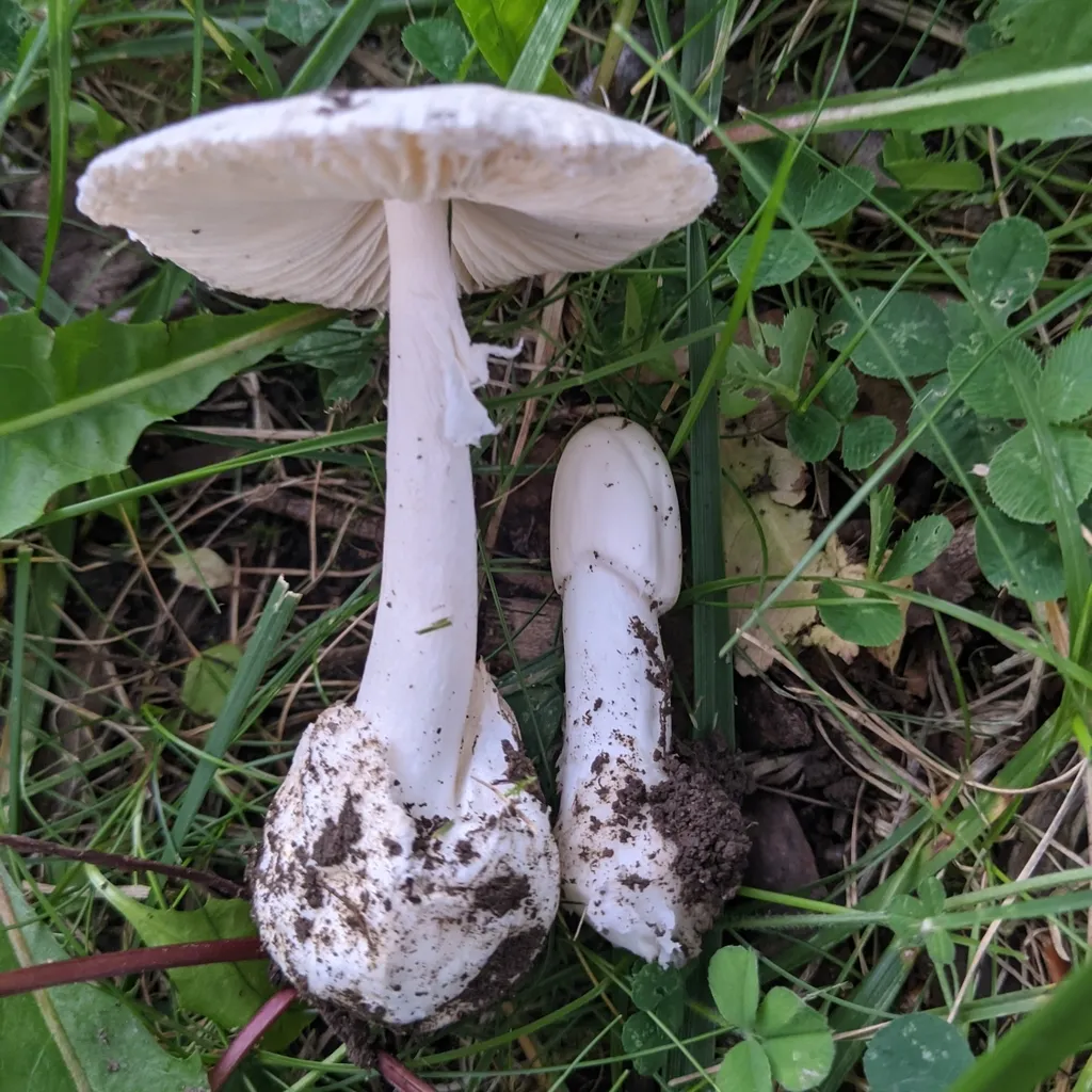 Destroying angel (Amanita bisporigera, A. ocreata, A. virosa)