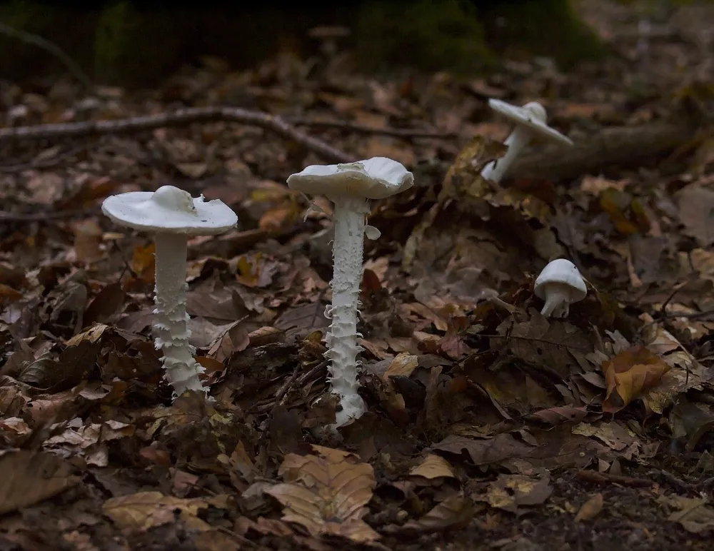Three white Amanita virosa with shaggy stems in beech leaf litter in France