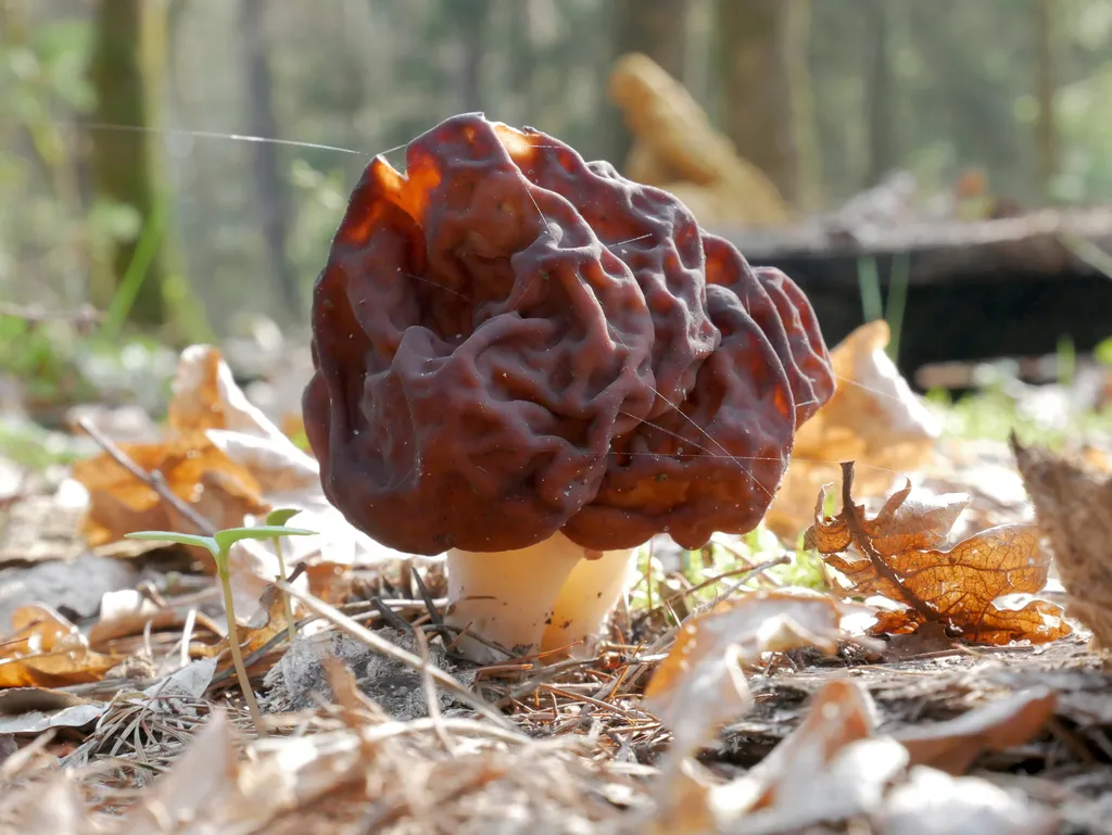 False morel (Gyromitra spp.)