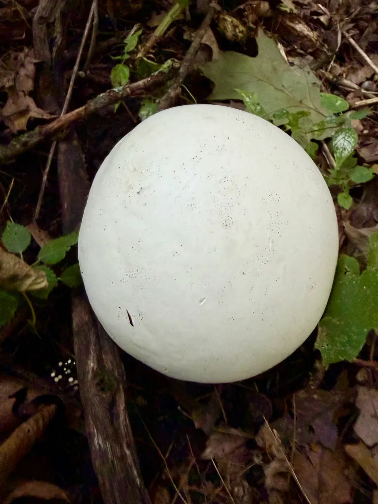 Giant puffball (Calvatia gigantea)