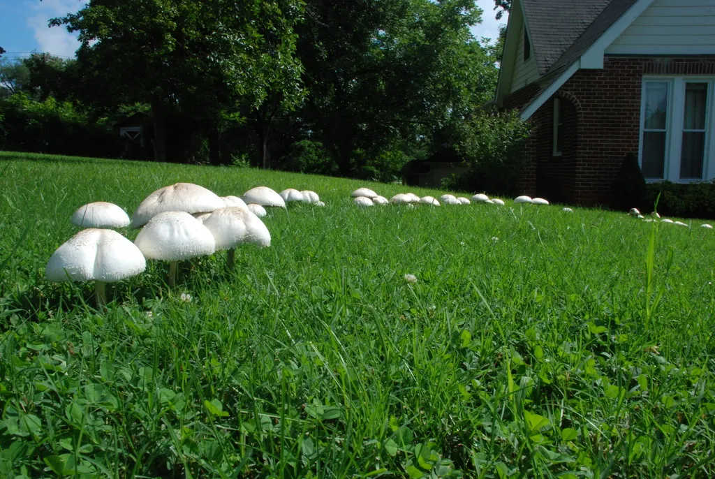 A fairy ring of large white green-spored parasol mushrooms across a suburban lawn