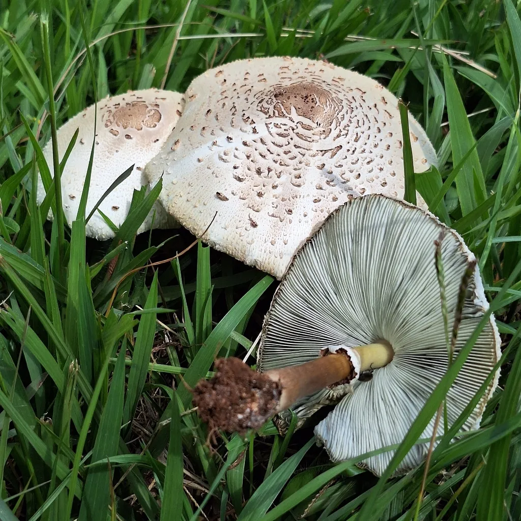 Green-spored parasol (Chlorophyllum molybdites)
