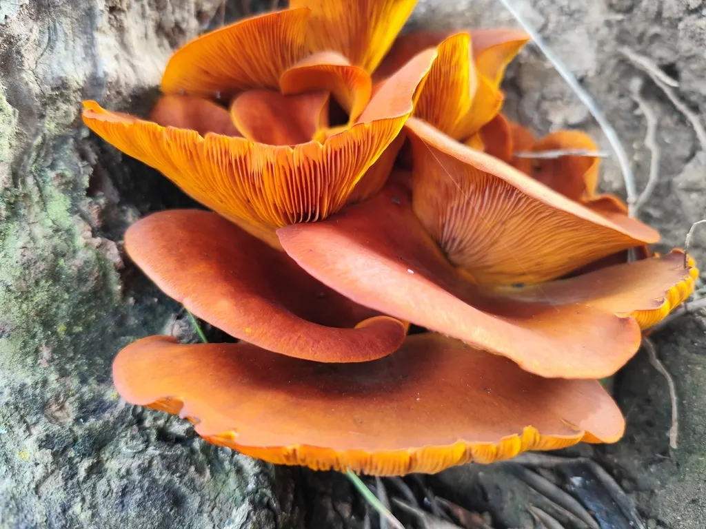 Cluster of orange jack-o'-lantern mushrooms with thin, sharp gills growing from a tree base