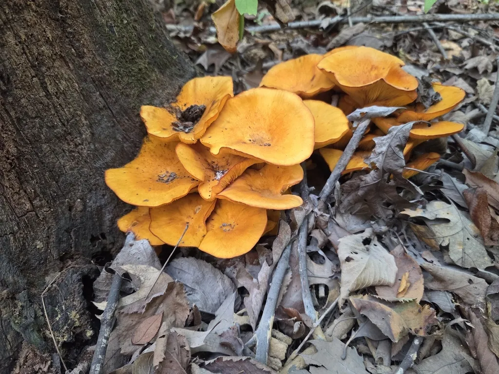A dense cluster of orange jack-o'-lantern mushrooms growing from the base of a tree trunk among dead leaves
