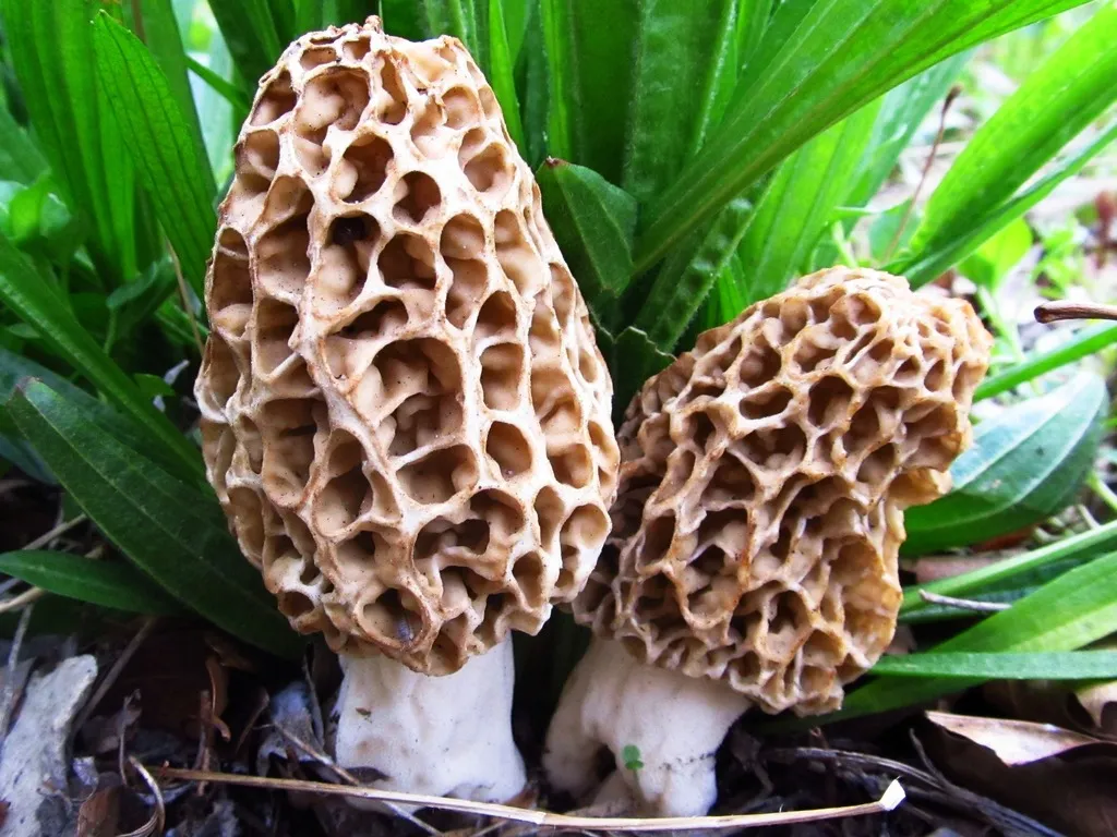 Morel (Morchella americana, M. esculenta and others)