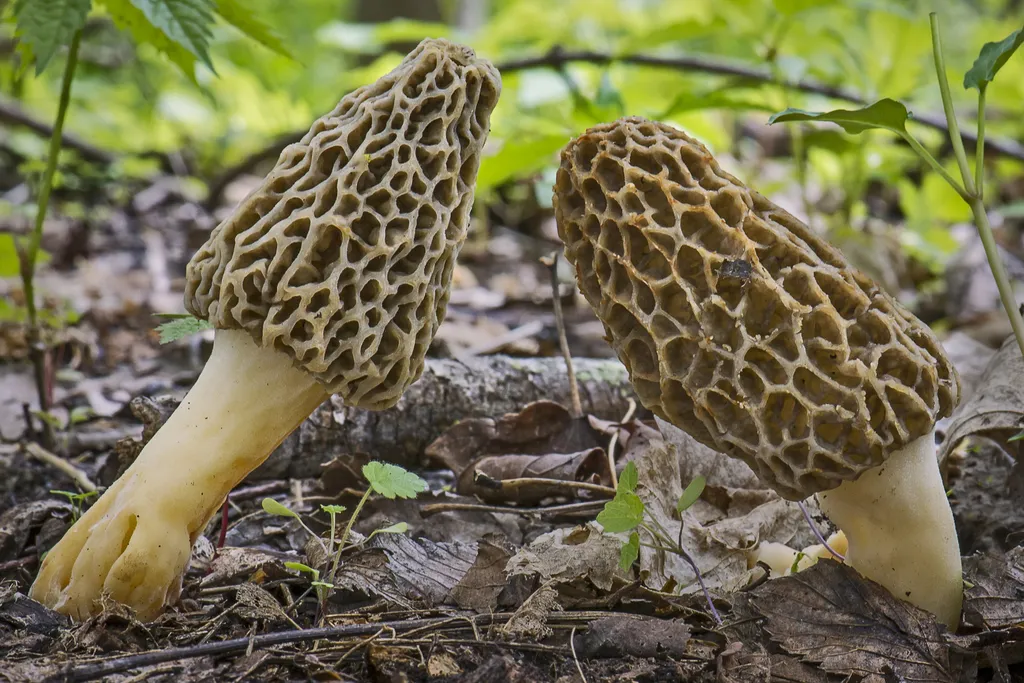 Two yellow morels in Illinois woodland, one knocked over to show the pale hollow stem and the cap edge joined to the stem